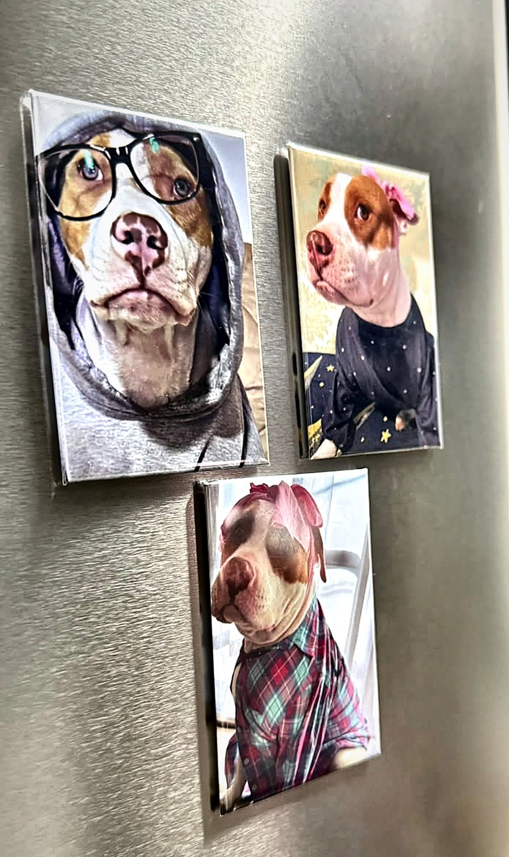 Três foto ímãs de cachorro colados na porta de uma geladeira